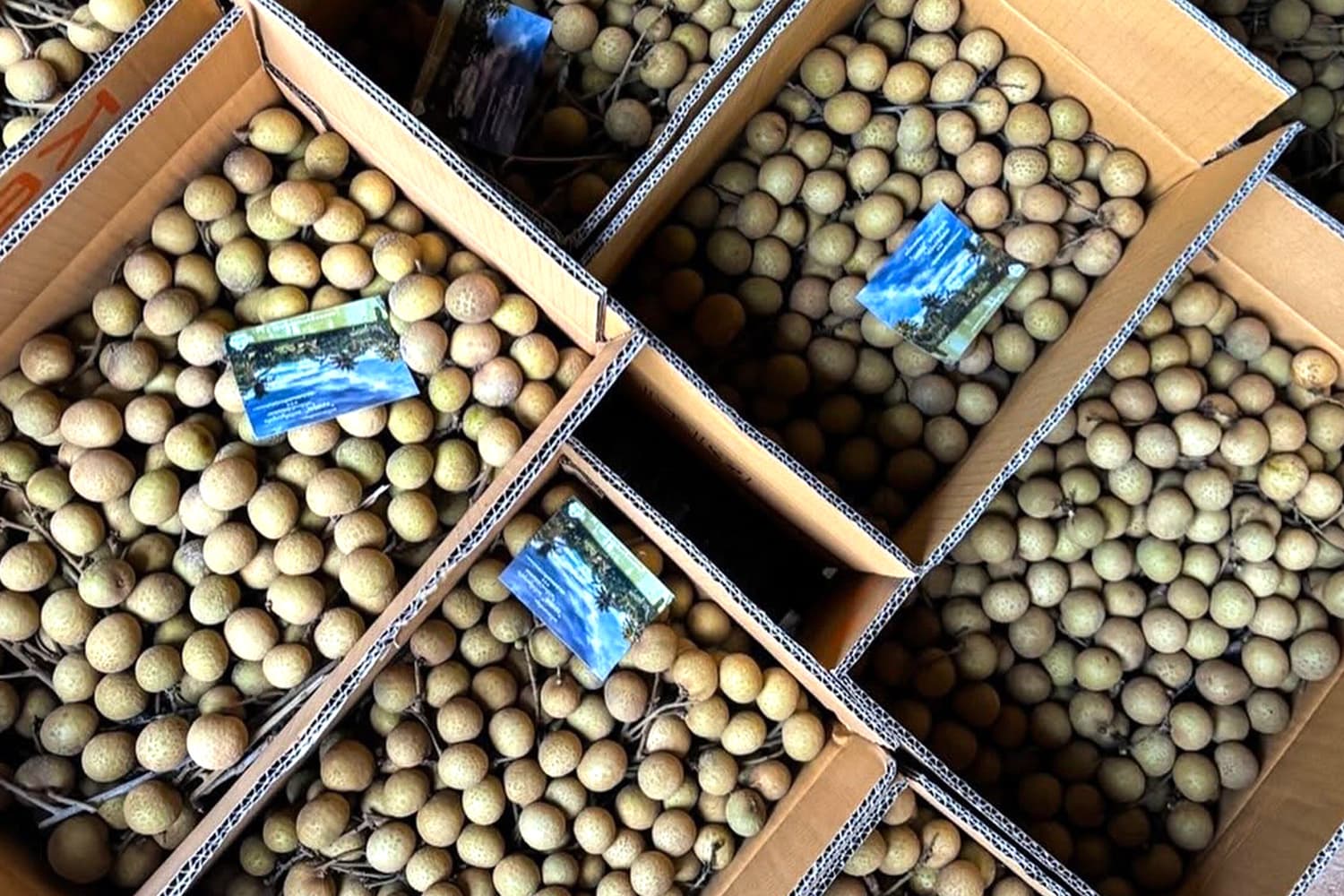 เกษตรกรเชียงใหม่ปรับตัวทำการตลาดออนไลน์ สู้วิกฤต 'ลำไย' ราคาตกต่ำ