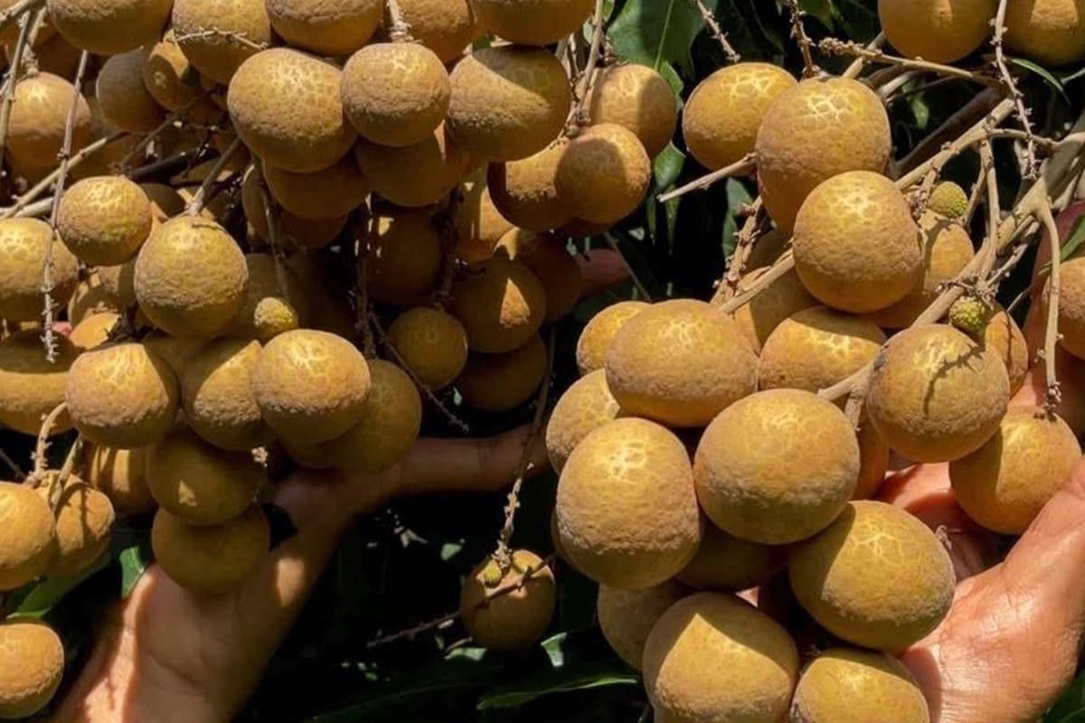 Chiang Mai-longan-farmers-adapt-to-cope-with-the-crisis-of-falling-product-prices-SPACEBAR-Photo05.jpg