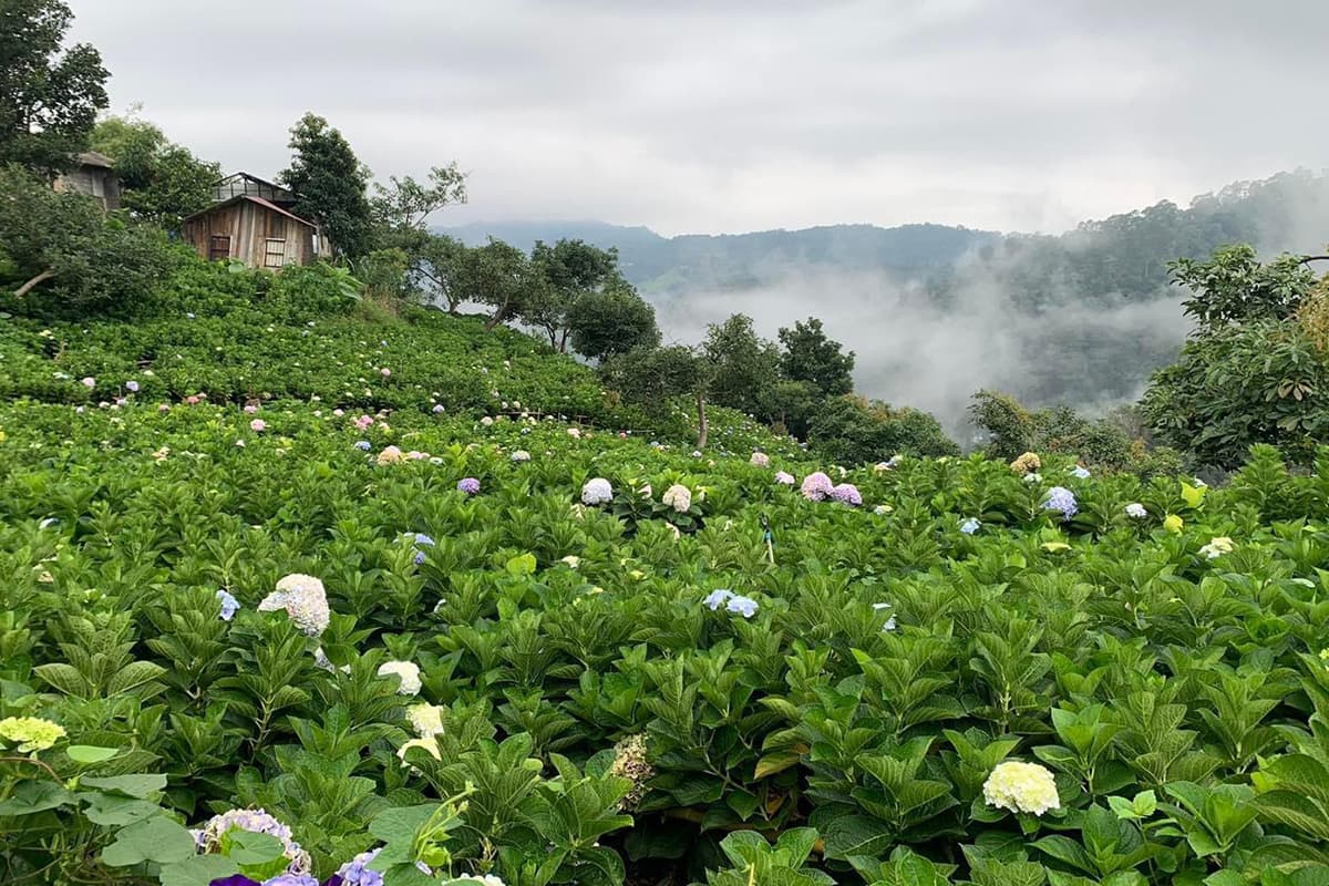 Chiang Mai-tourism-Late-rainy-season- early-winter-Tourists-disappear-hotel-bookings-plummet-SPACEBAR-Photo04-1.jpg