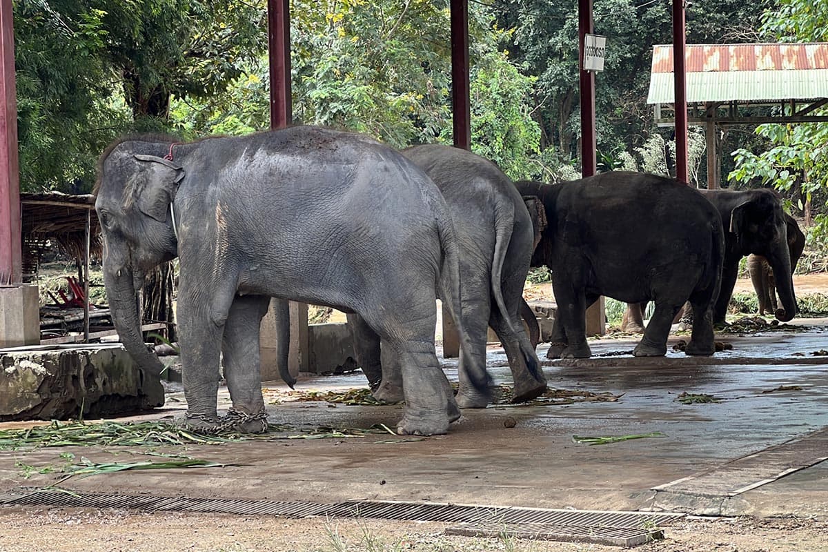 Chiang_Mai_prepares_to_build_an_elephant_hospital_to_care_for_sick_elephants_SPACEBAR_Photo01_e67886ccf6.jpg
