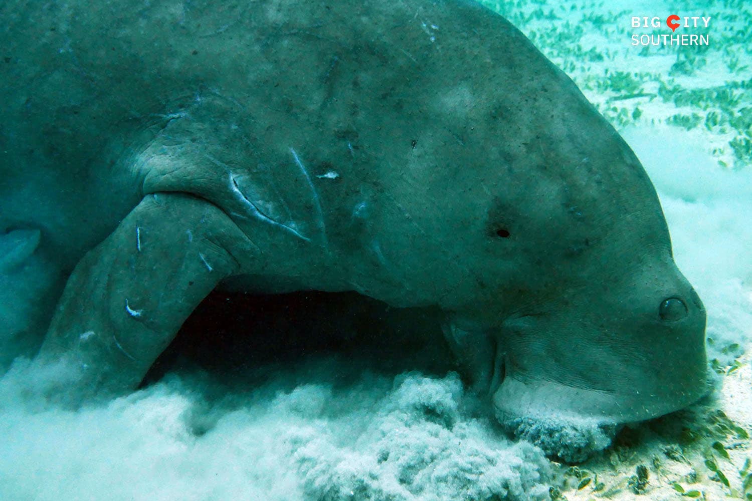 Dugong_migrates_from_Trang_to_Andaman_Province_SPACEBAR_Hero_bd4671bbb8.jpg
