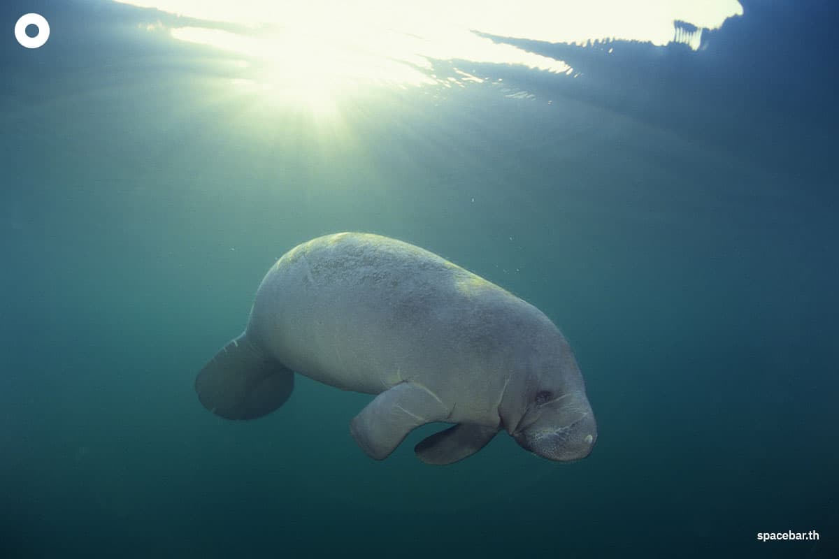 Dugong_migrates_from_Trang_to_Andaman_Province_SPACEBAR_Photo08_2dc14fa2c5.jpg