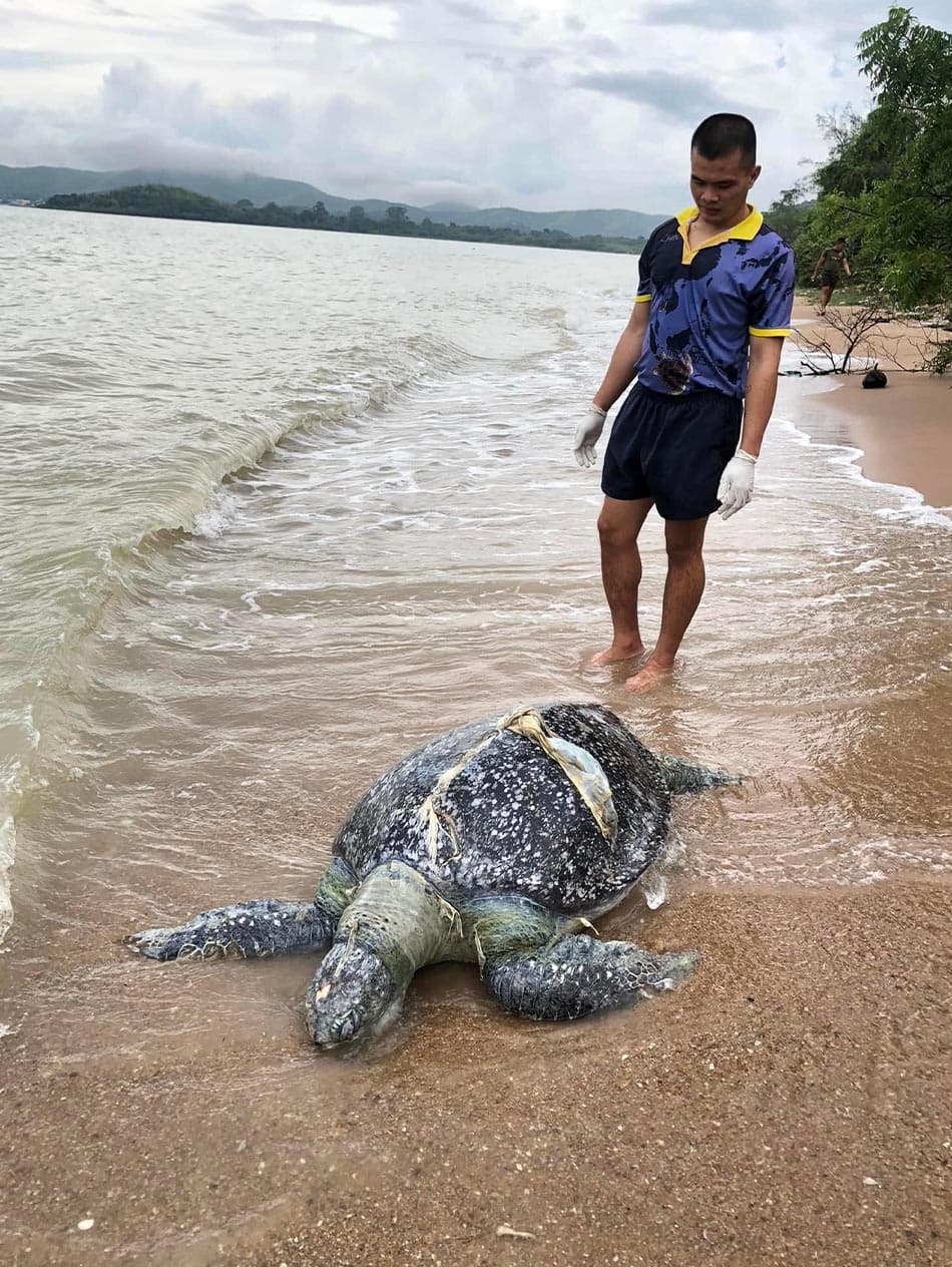 Environment_marine_debris_killed_sea_turtles_in_Thailand_SPACEBAR_Photo01_3feab46bae.jpeg