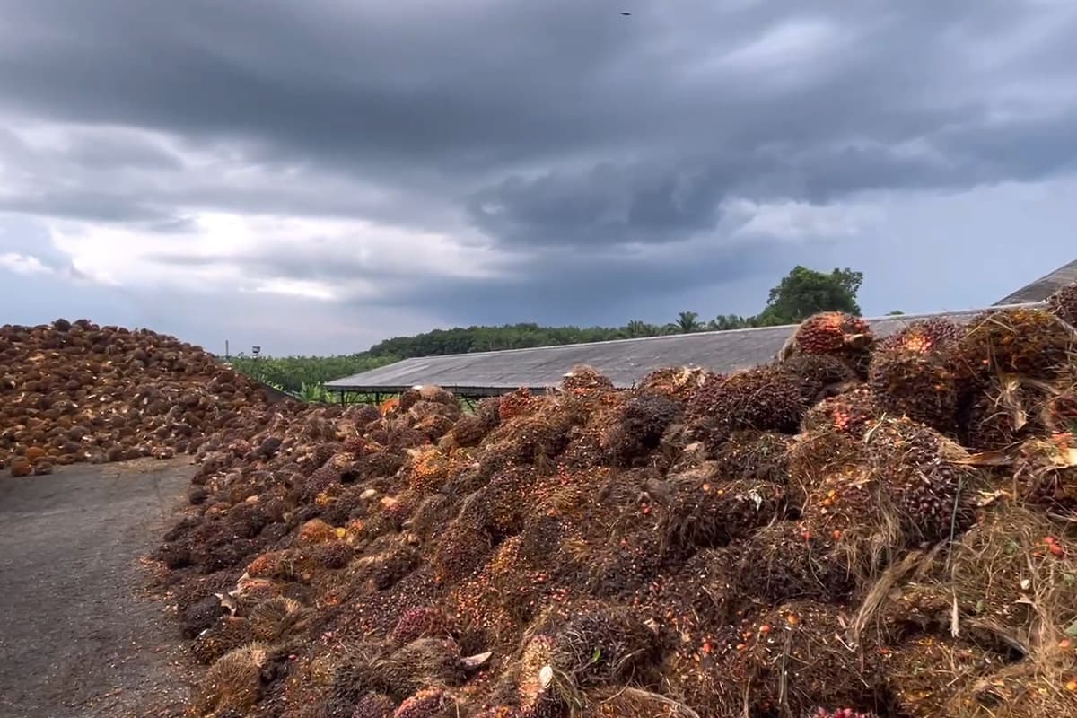 Palm-oil-oversupply-prices-still-low-Trang-farmers-ask-Factory-to-buy-at-5-baht-per-kg-SPACEBAR-Photo03.jpg