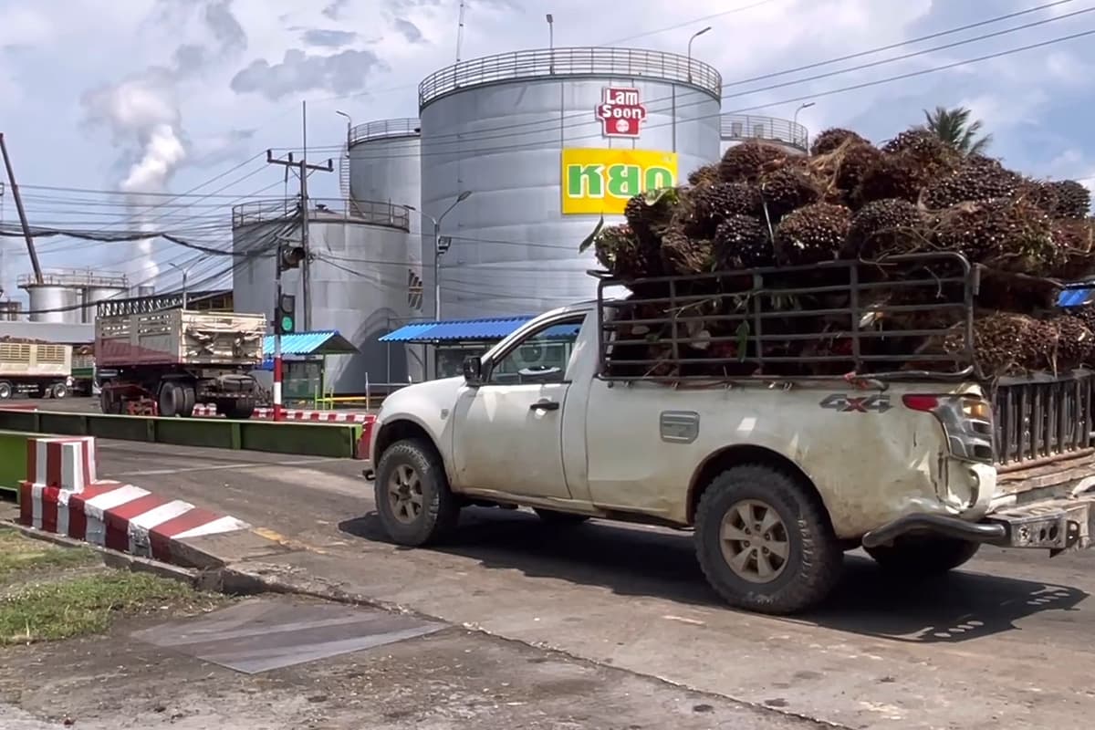 Palm-oil-oversupply-prices-still-low-Trang-farmers-ask-Factory-to-buy-at-5-baht-per-kg-SPACEBAR-Photo05.jpg