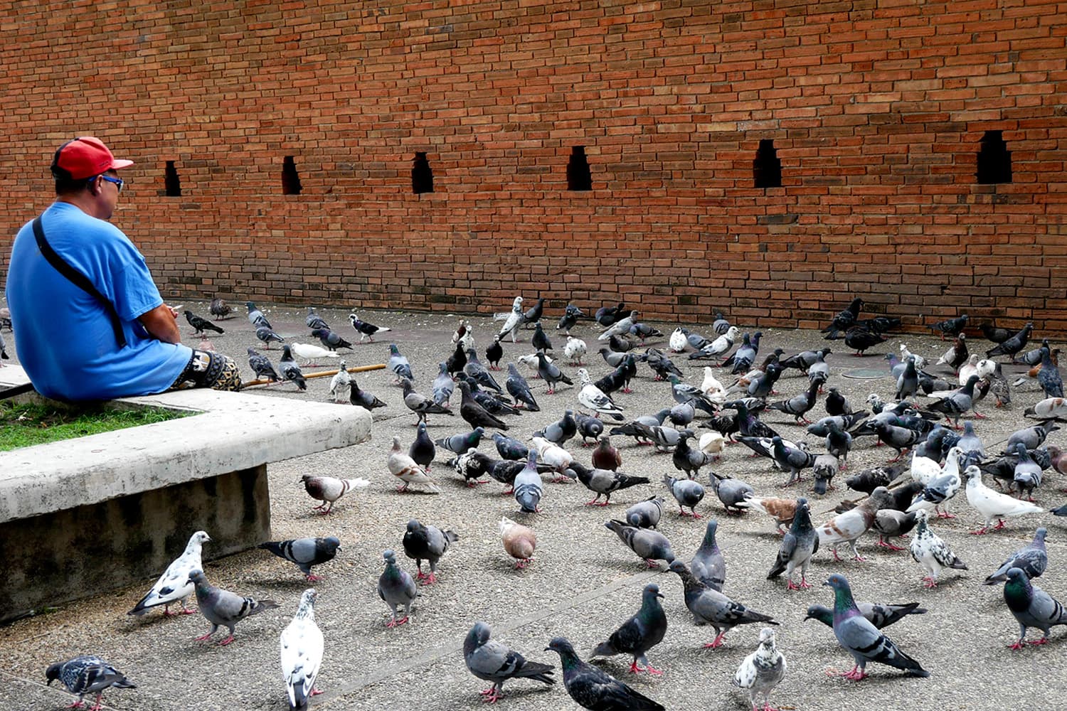 นกพิราบประตูท่าแพ! ปัญหาที่ต้องแก้ หรือเป็นไฮไลท์ ชูท่องเที่ยวเชียงใหม่