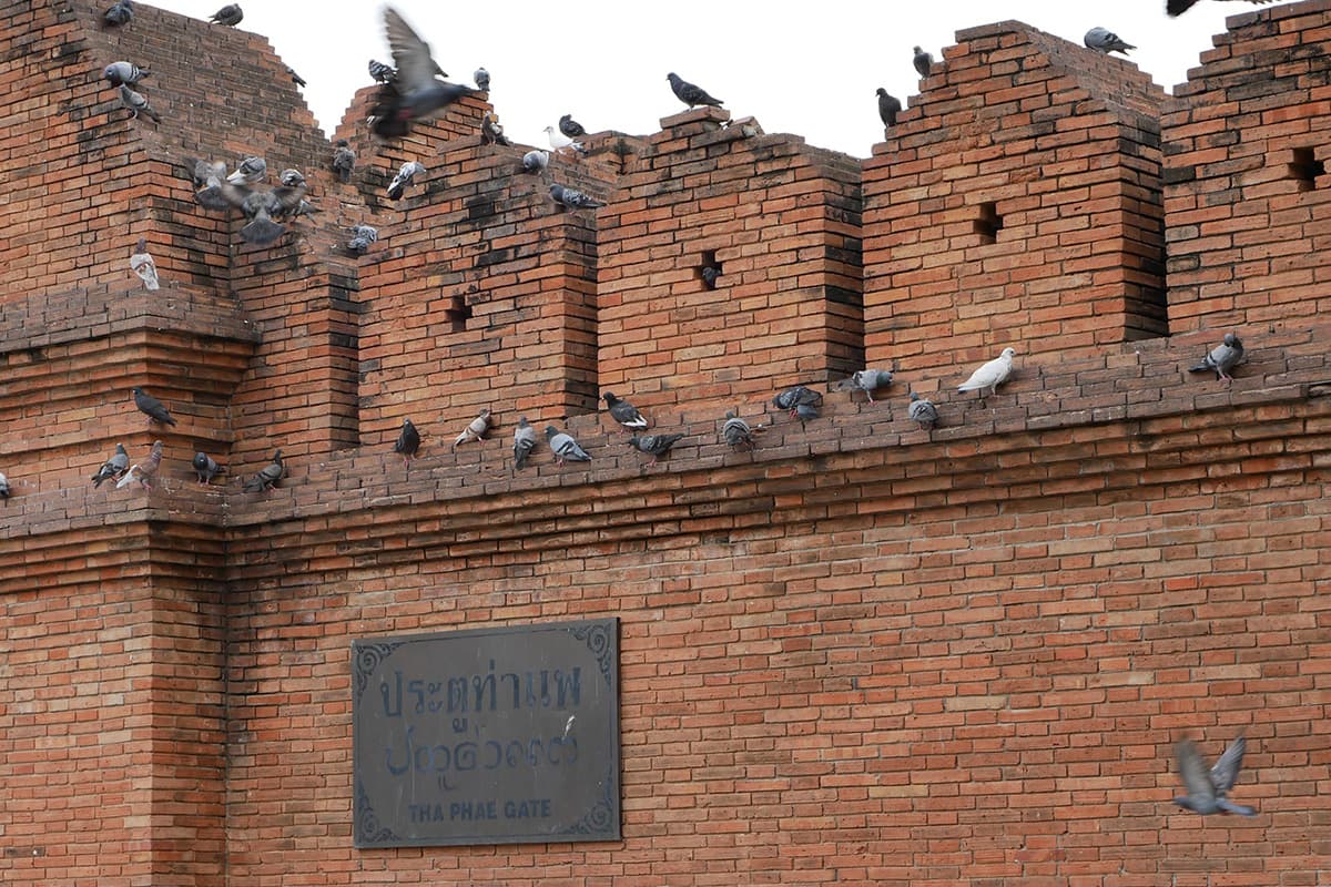 Pigeon-problem-at-Thapae Gate-a-tourist-landmark-in-the-heart-of-Chiang Mai-SPACEBAR-Photo03.jpg