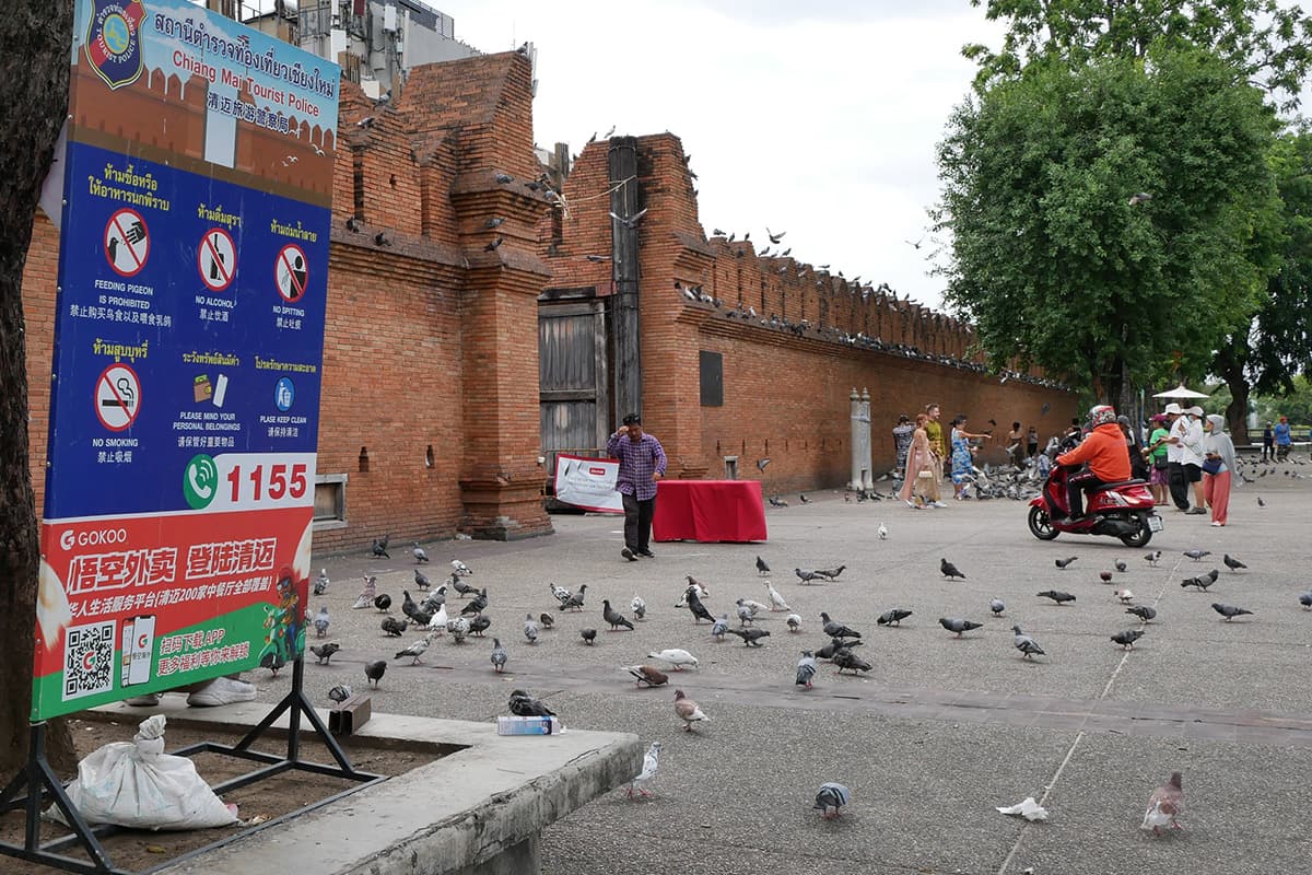 Pigeon-problem-at-Thapae Gate-a-tourist-landmark-in-the-heart-of-Chiang Mai-SPACEBAR-Photo04.jpg
