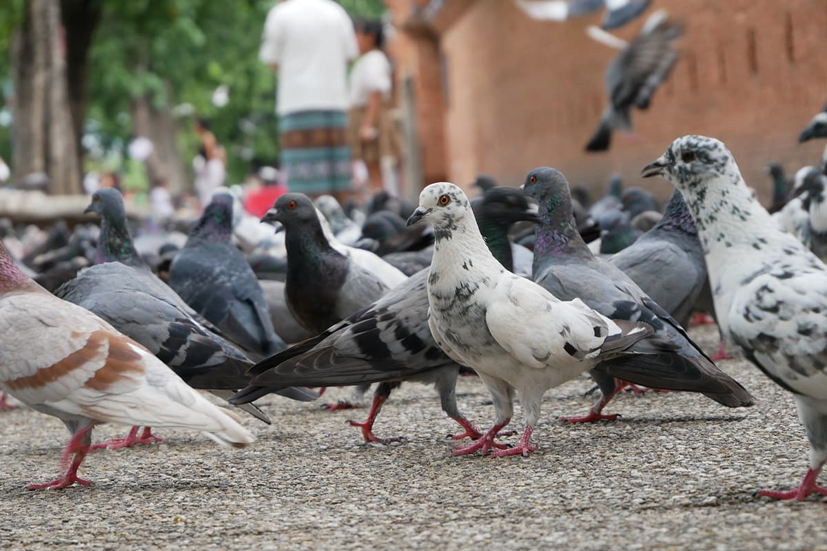 Pigeon-problem-at-Thapae Gate-a-tourist-landmark-in-the-heart-of-Chiang Mai-SPACEBAR-Photo05.jpg