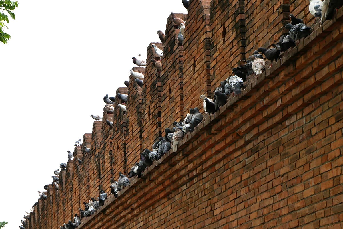 Pigeon-problem-at-Thapae Gate-a-tourist-landmark-in-the-heart-of-Chiang Mai-SPACEBAR-Photo06.jpg