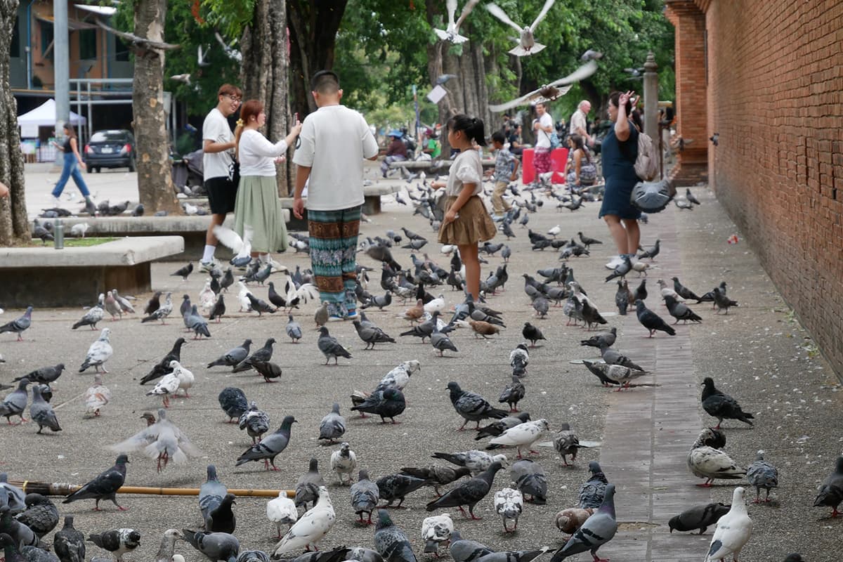 Pigeon-problem-at-Thapae Gate-a-tourist-landmark-in-the-heart-of-Chiang Mai-SPACEBAR-Photo07.jpg