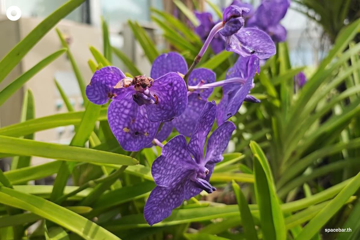Queen-Sirikit-Botanical-Garden-pays-homage-to-the-grace-of-Her-Majesty-the-Queen Mother-SPACEBAR-Photo07.jpg