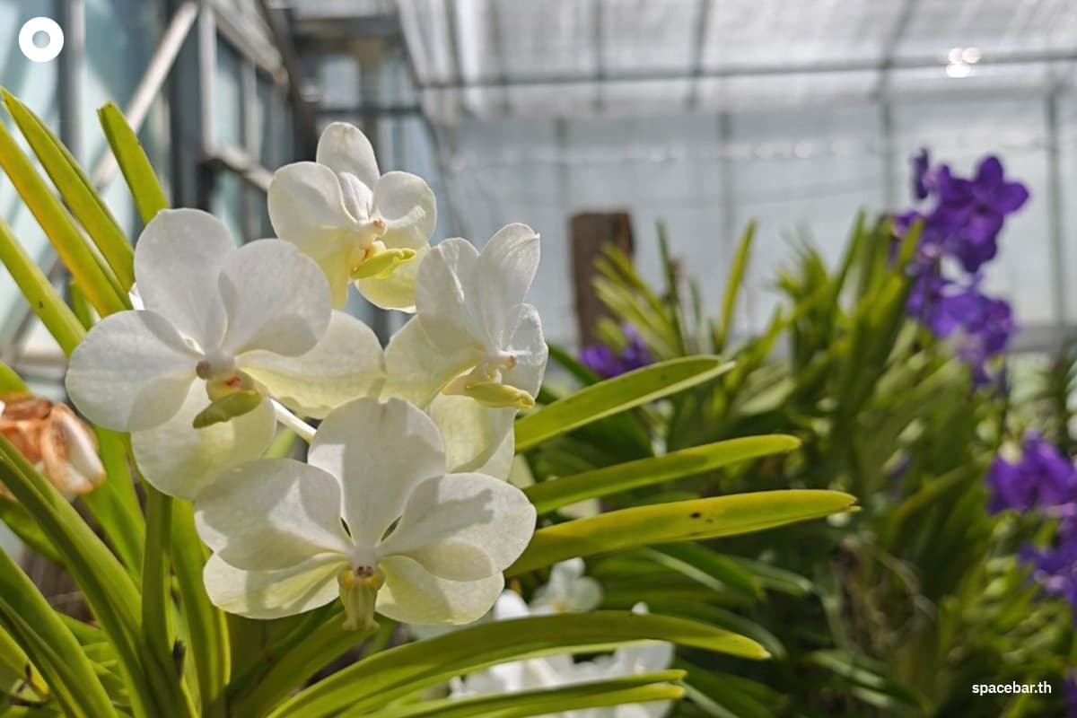Queen-Sirikit-Botanical-Garden-pays-homage-to-the-grace-of-Her-Majesty-the-Queen Mother-SPACEBAR-Photo10.jpg