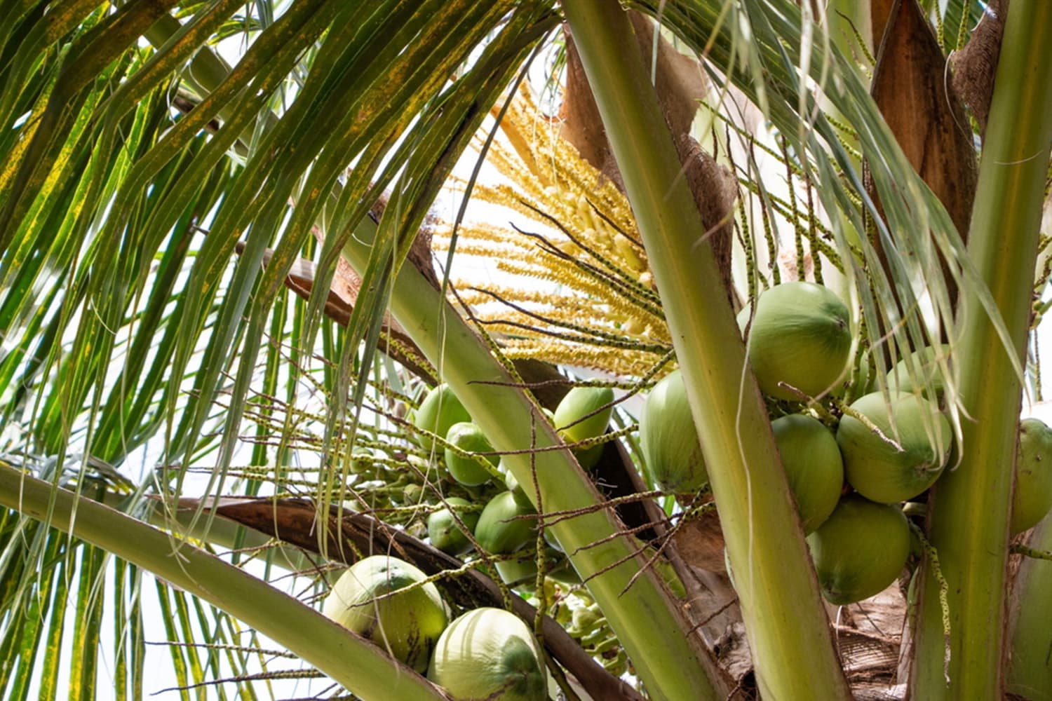 มะพร้าวน้ำหอมราชบุรี ขึ้นทะเบียน GI ในสหภาพยุโรป