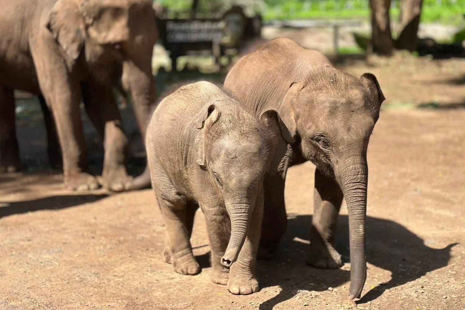 วิกฤตช้างไทย! 'ช้างเลี้ยง' ลดลงต่อเนื่อง ช้างตาย มากกว่าช้างเกิดใหม่