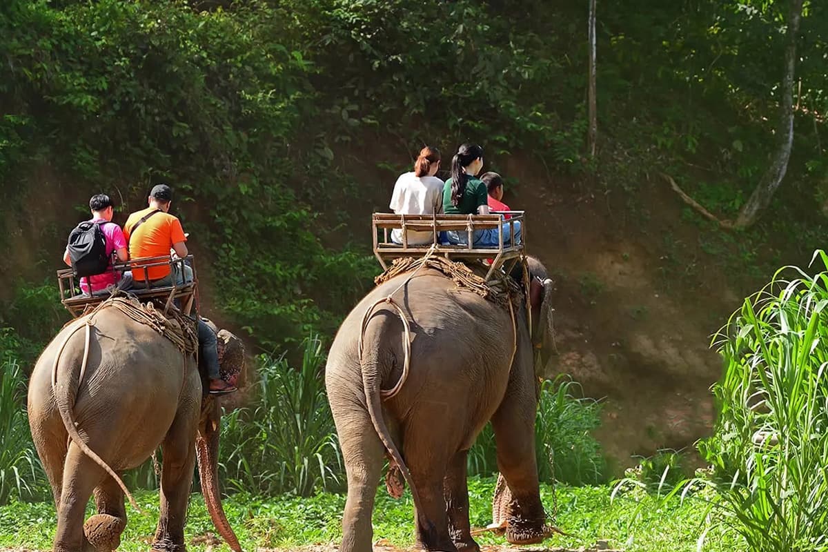 Thai-Elephant-Crisis-The-number-of-captive-elephants-continues-to-decline-SPACEBAR-Photo06.jpg