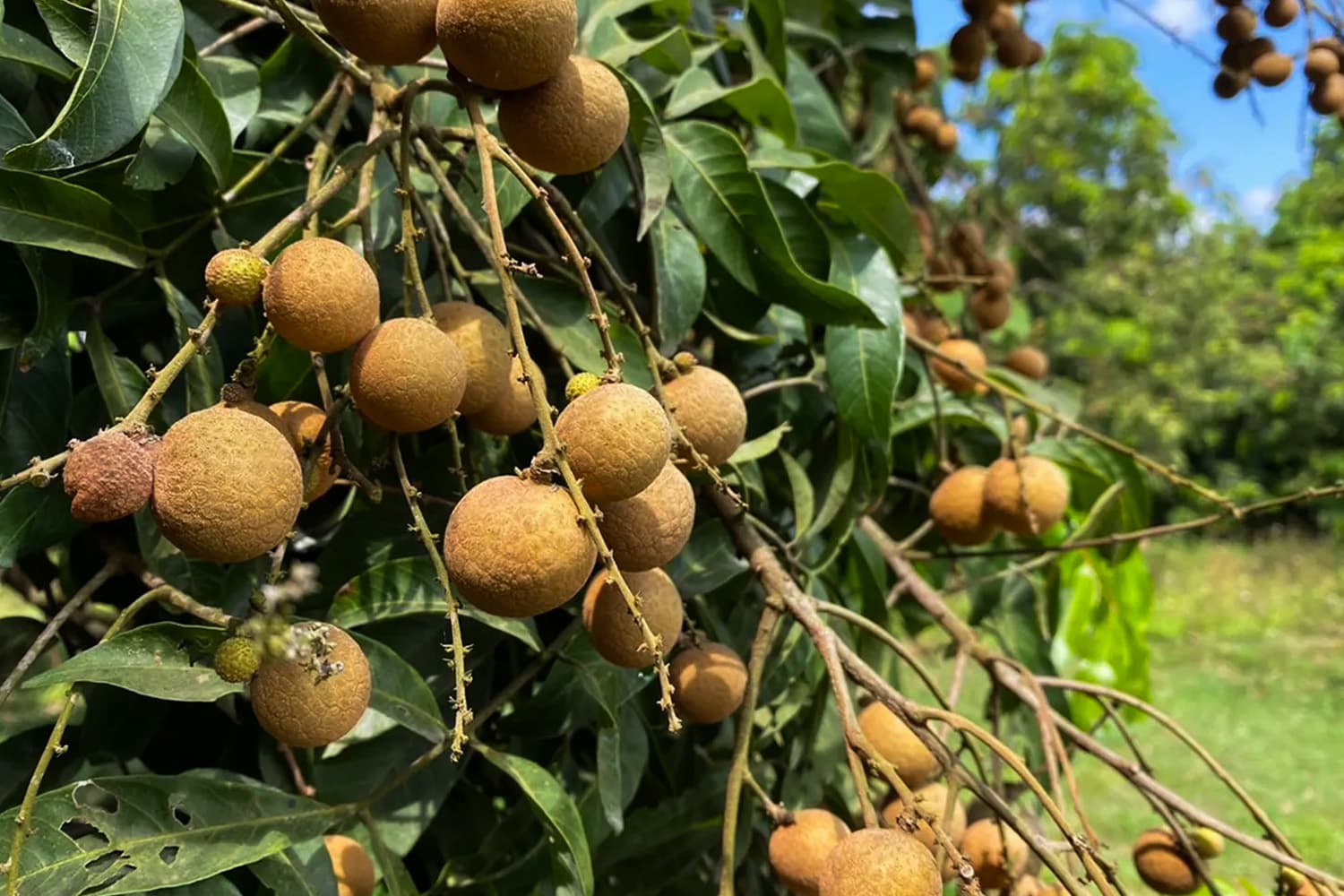 เสียงสะท้อน “โครงการพัฒนาสวนลำไยคุณภาพ” ช่วยเกษตรกรภาคเหนือ แก้ปัญหาราคาลำไยตกต่ำ