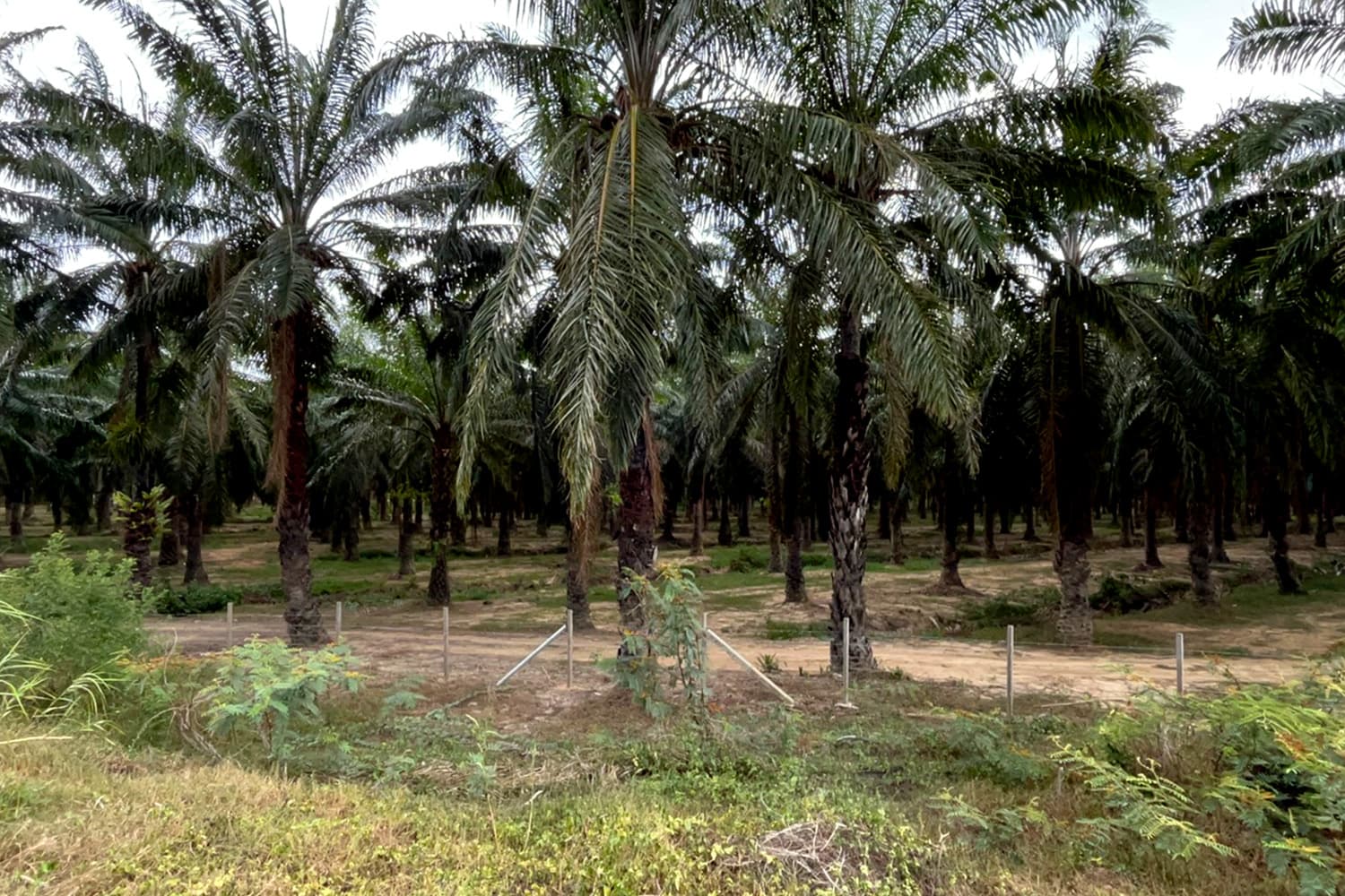 แก้วิกฤตน้ำมัน! ‘ชาวสวนปาล์ม’ จ.ตรัง เสนอรัฐเพิ่มสัดส่วนปาล์มน้ำมันผลิตไบโอดีเซล B10-B20