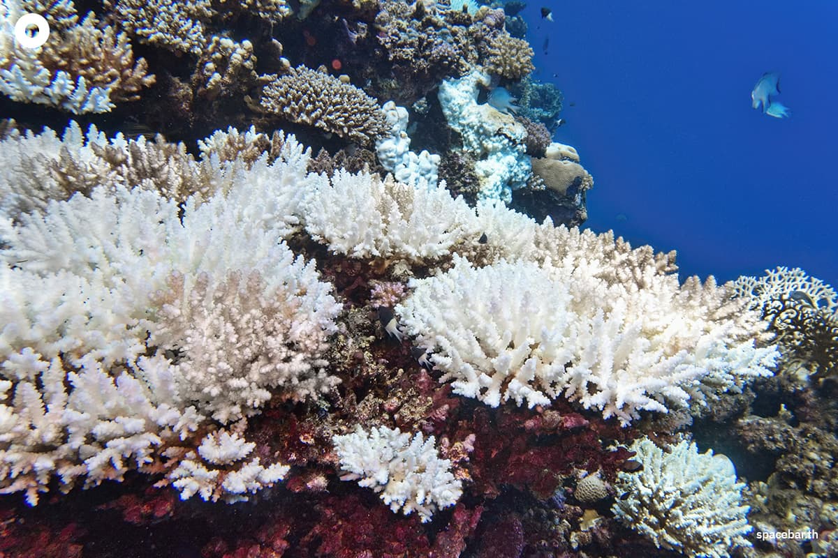 แนวปะการังทั่วโลกกำลังฟอกขาว ซึ่งเป็นผลมาจากอุณหภูมิน้ำทะเลที่สูงเกินค่าปกติอย่างต่อเนื่อง ส่งผลให้เกิด “การฟอกขาวระดับโลก ครั้งที่ 4”