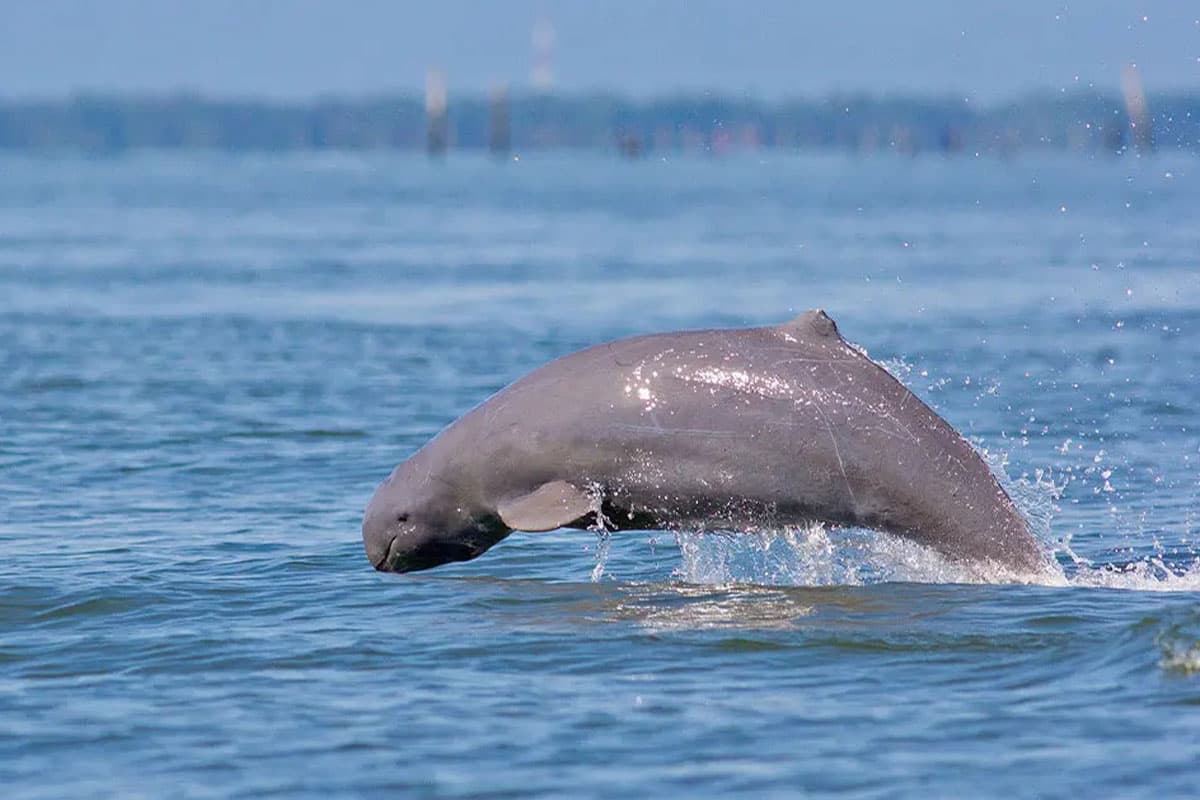 ecoeyes_save_the_last_14_Irrawaddy_dolphins_of_songkhla_lake_SPACEBAR_Photo02_a910d4b121.jpg
