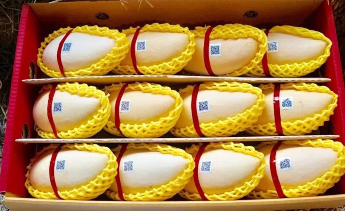 economic-business-thai-gi-mango-export-SPACEBAR-Photo01-1.jpg