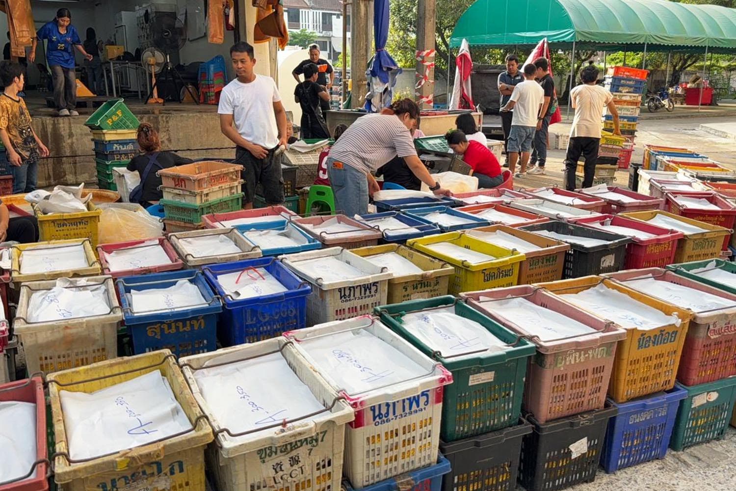 มะม่วงไทยบุกญี่ปุ่น! อ.ต.ก.เปิดเกมส่งออกล็อตแรก 20 ตัน