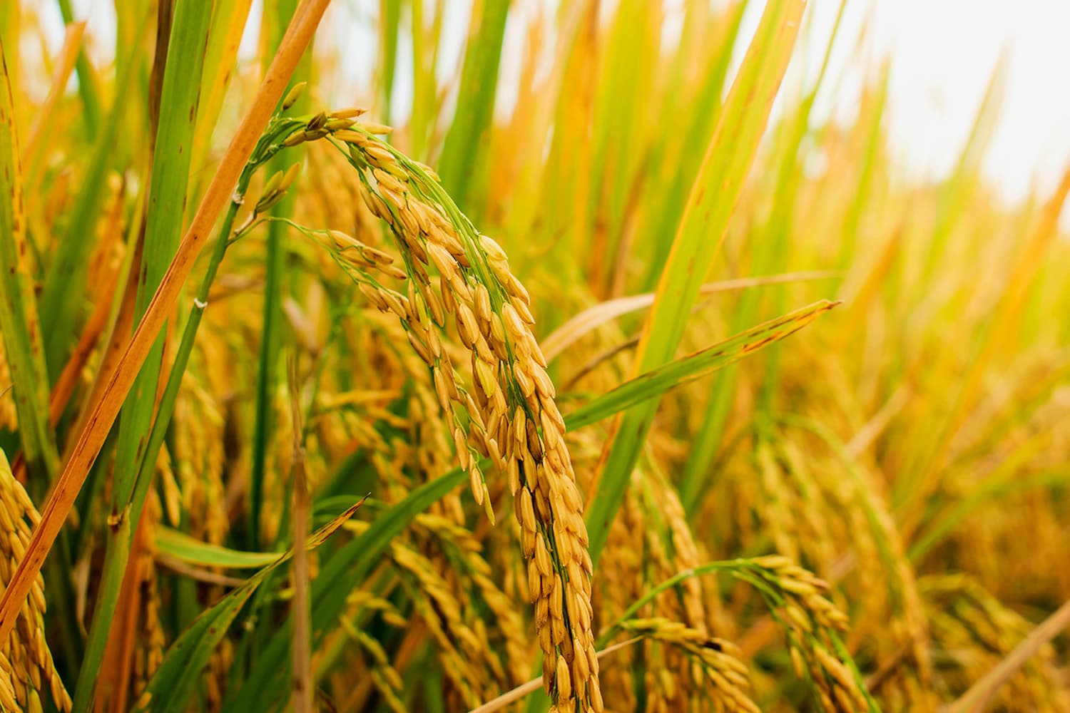 เกษตรฯ เปิดจุดรวบรวมข้าวทั่วประเทศ หนุนสหกรณ์พยุงราคา