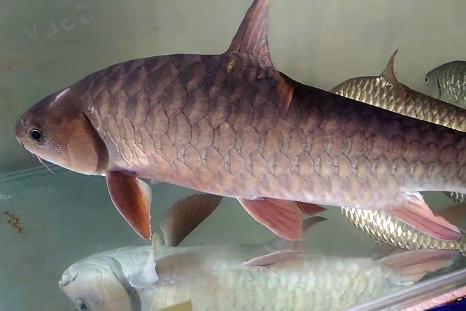 กรมประมงดัน ‘ปลาพลวงชมพู’ ขึ้นแท่นสินค้า GI ดาวรุ่งตัวใหม่ยะลา