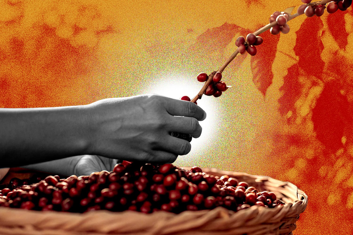 ทางรอดอาราบิก้า บราซิลพัฒนากาแฟ ‘ยีนลูกผสม’ สู้โลกร้อน