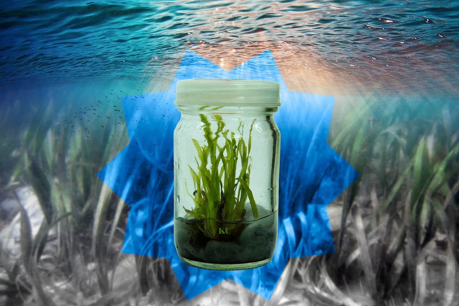 พลิกเกมฟื้นฟูทะเลไทย! ม.เกษตรฯ ทำสำเร็จ เพาะเลี้ยง ‘หญ้าคาทะเล’ ครั้งแรกของโลก