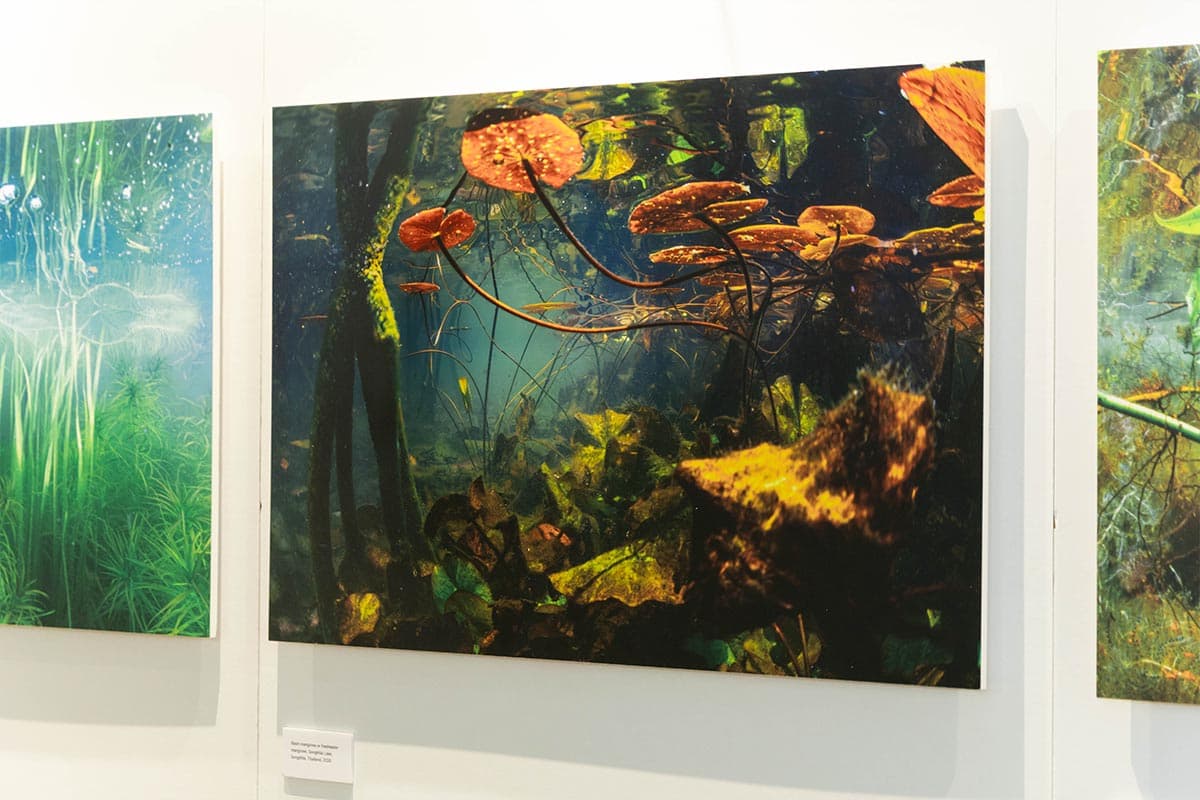 green-space-siam-piwat-biodiversity-photo-exhibition-sustainable-world-dialogue-2026-SPACEBAR-Photo09.jpg