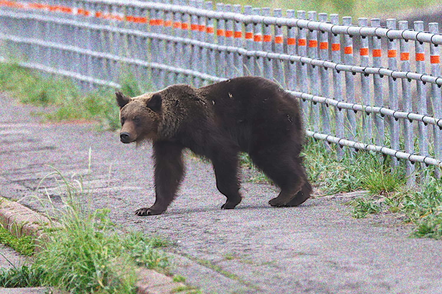 ญี่ปุ่นเจอวิกฤตหมีทำร้ายคนระบาด! จนรัฐบาลต้องส่งกองกำลังไปช่วย ‘จับหมี’