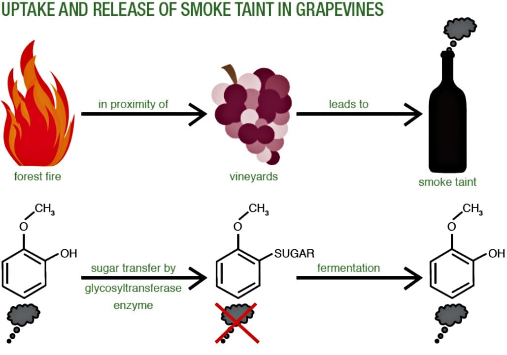 smoke-taint-10.jpg