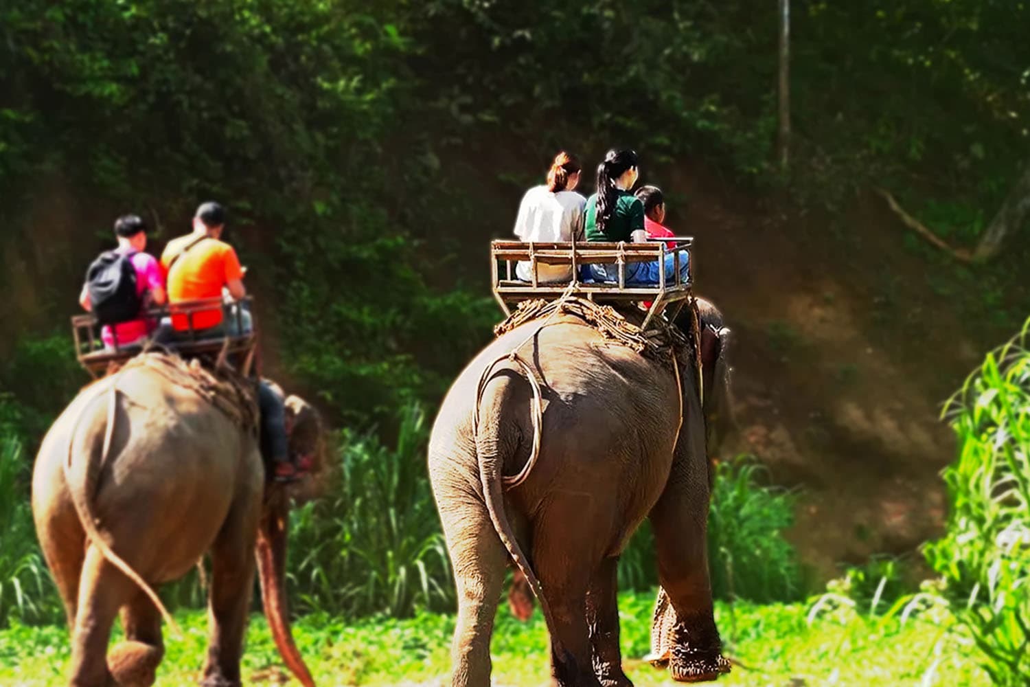 ธุรกิจปางช้างเชียงใหม่ดิ่งหนัก สงคราม-ฝุ่นควัน ฉุดรายได้