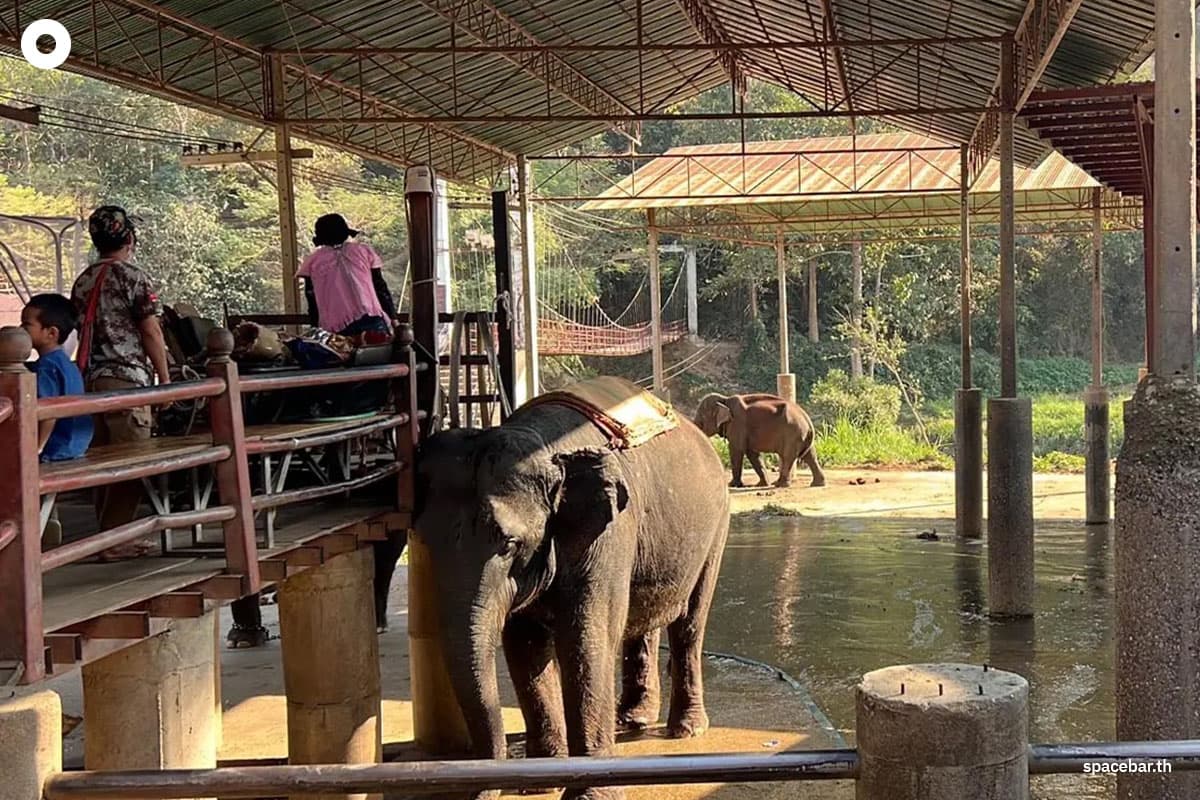spacebar-big-city-chiangmai-elephant-tourism-crisis-SPACEBAR-Photo01.jpg