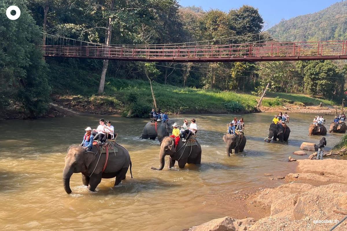 spacebar-big-city-chiangmai-elephant-tourism-crisis-SPACEBAR-Photo05-2.jpg