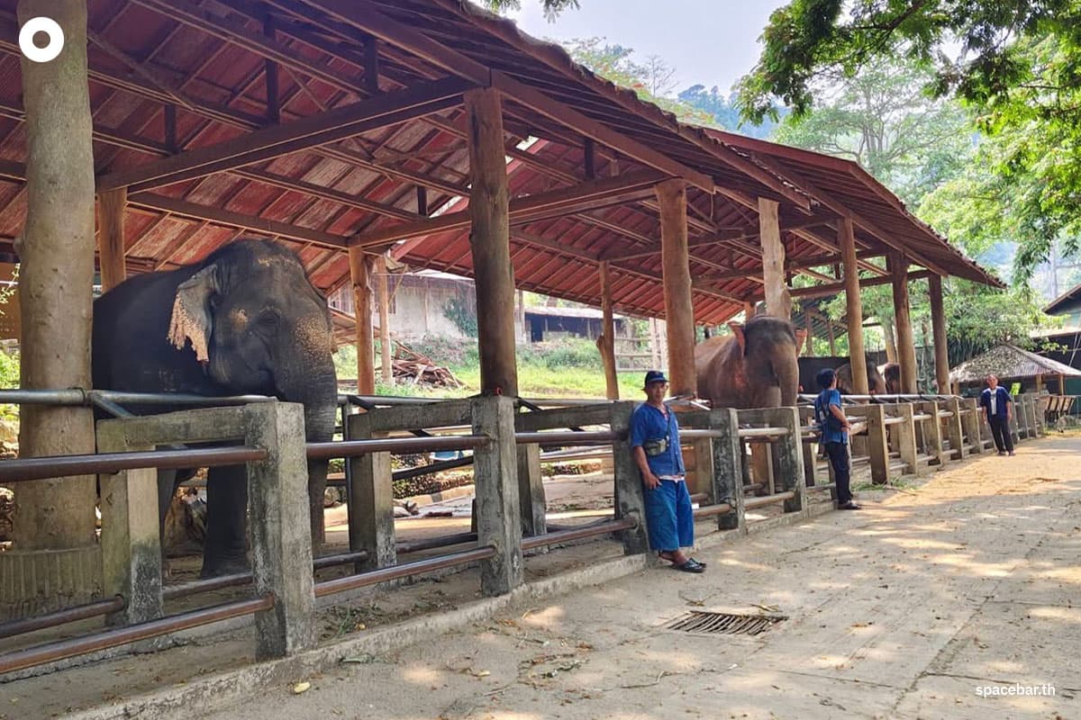 spacebar-big-city-chiangmai-elephant-tourism-crisis-SPACEBAR-Photo11.jpg