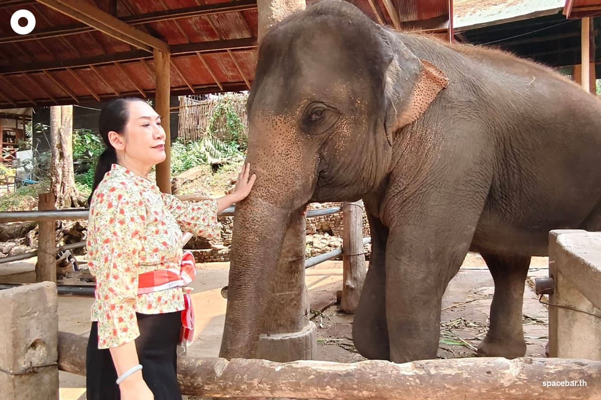 spacebar-big-city-chiangmai-elephant-tourism-crisis-SPACEBAR-Photo13.jpg