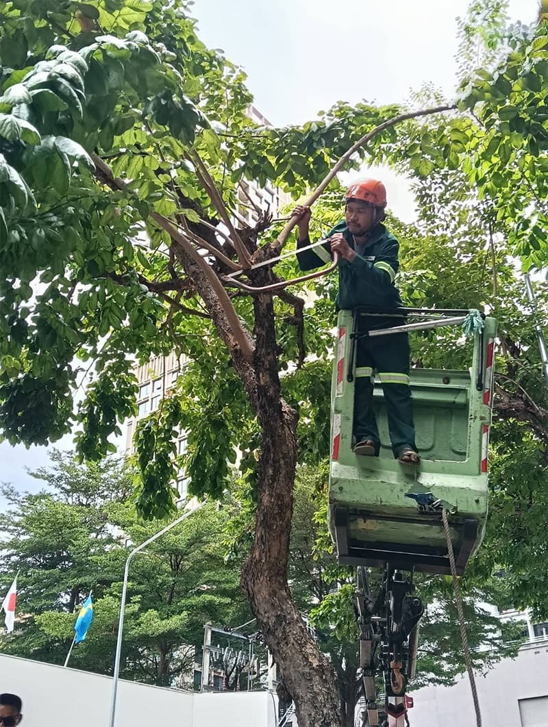 sustainability-bangkok-tree-inspection-50-districts-storm-preparedness-2026-SPACEBAR-Photo V01.jpg