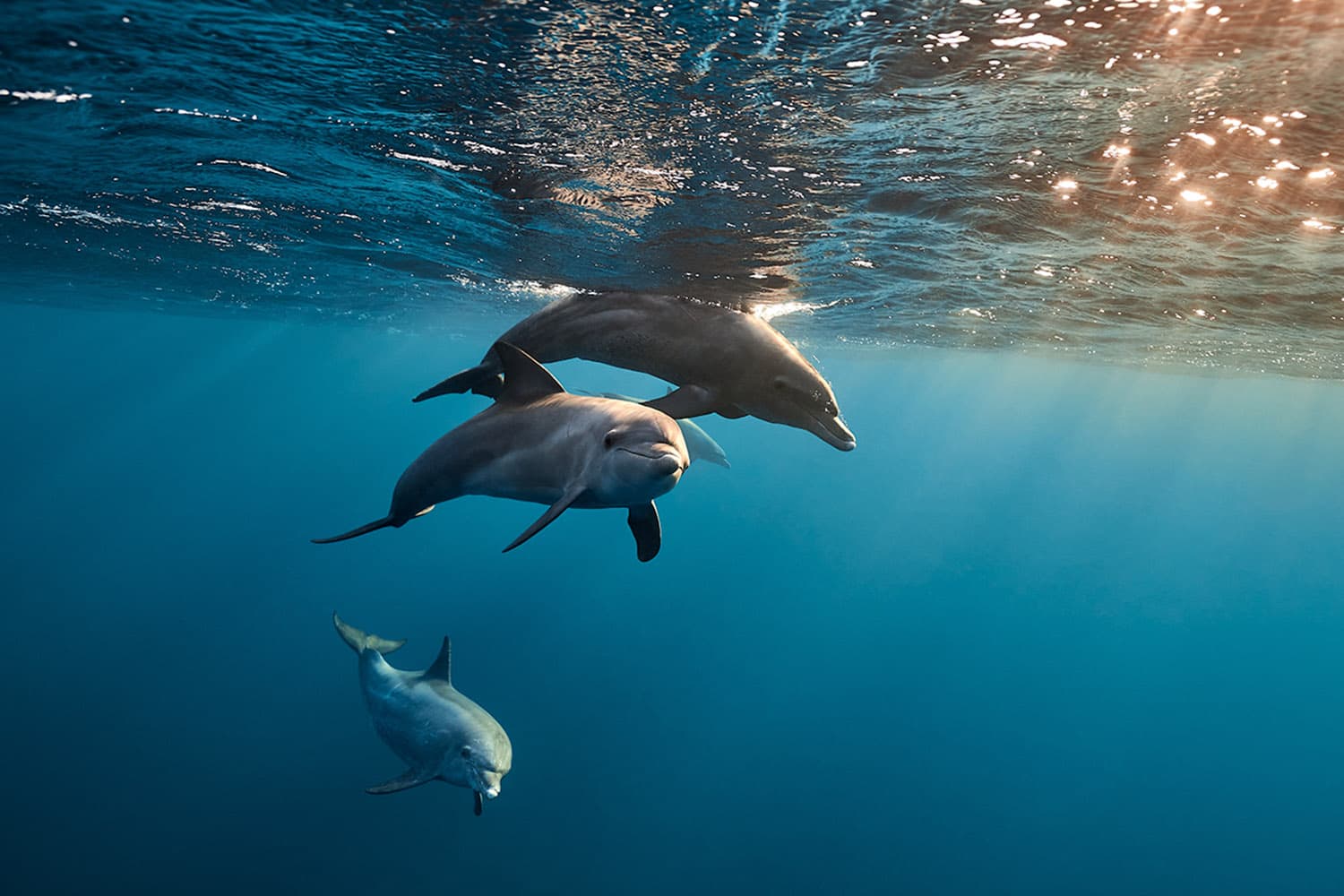 โลกร้อนเร่งพิษสาหร่ายทะเล งานวิจัยใหม่พบสัญญาณอัลไซเมอร์ในสมองโลมาหลังเกยตื้นบ่อยขึ้น