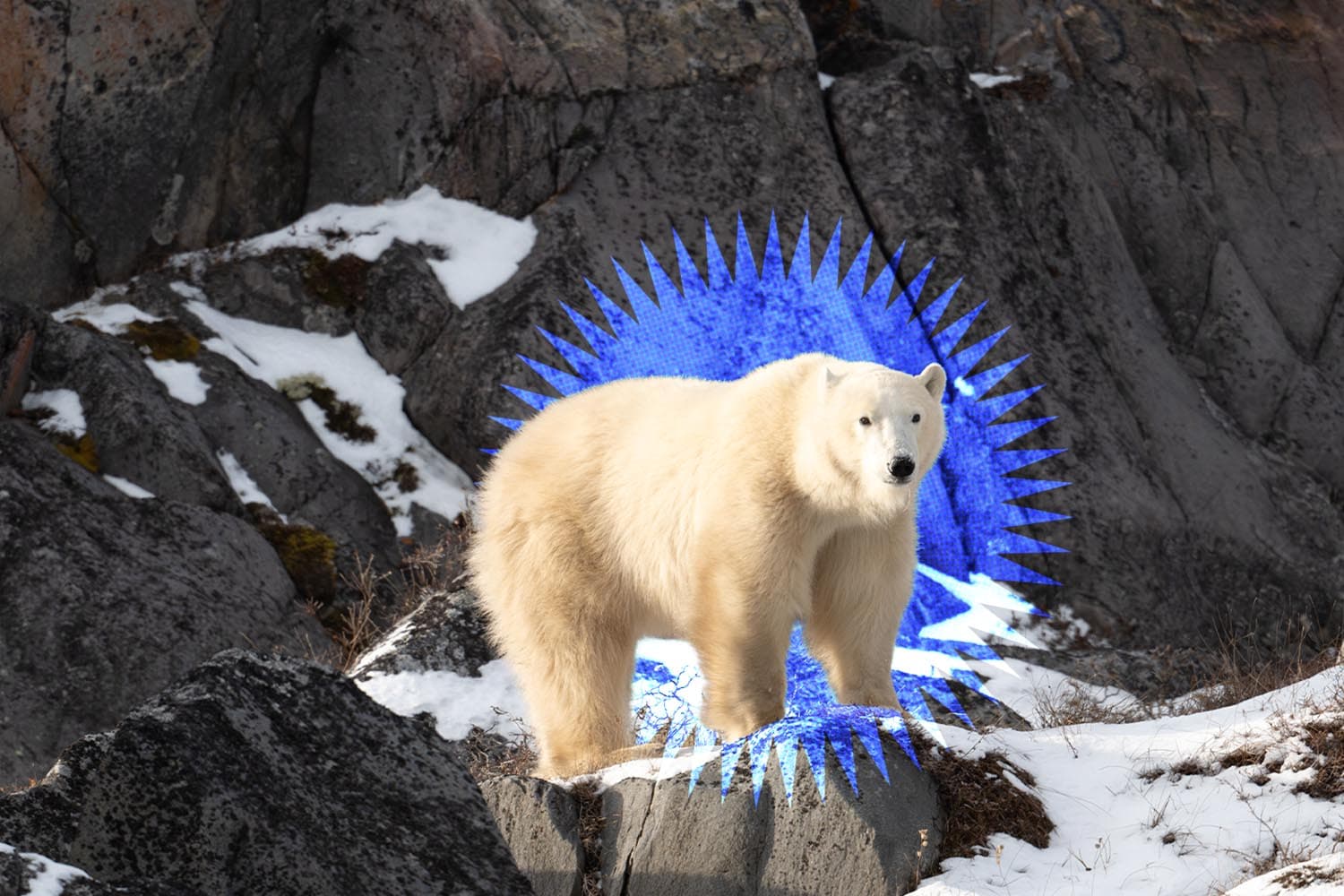 หมีขั้วโลกอ้วนขึ้น! ข่าวดีท่ามกลางน้ำแข็งละลายที่อาจกลายเป็นข่าวร้ายของอาร์กติก