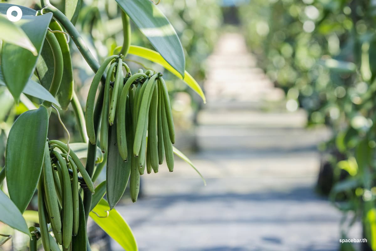 วิจัยใหม่เตือน ‘วานิลลา’ รสชาติสำคัญของโลกอาจหายไปเพราะภัยจากโลกร้อน