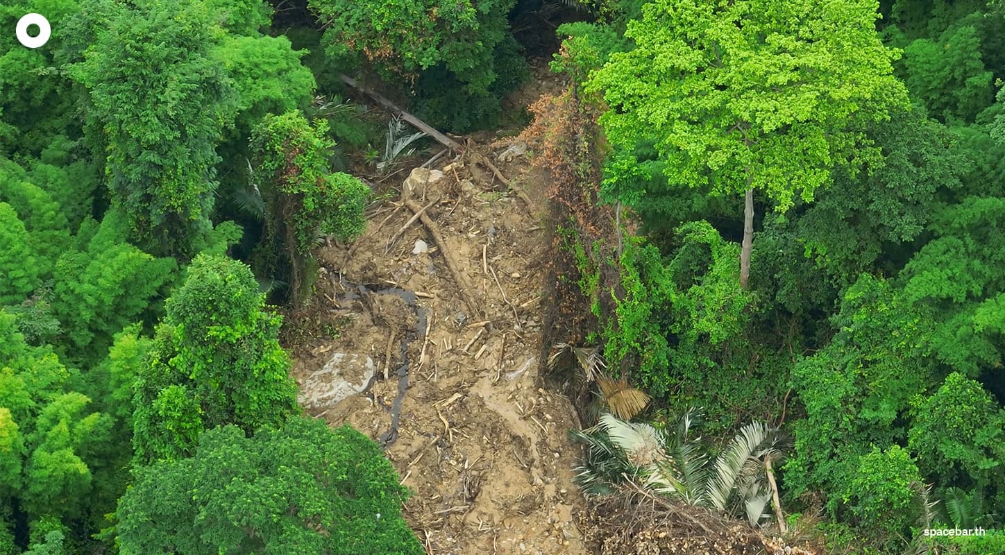 ภาคเหนือ มีพื้นที่ป่าไม้มากที่สุด แต่ถูกทำลายมากที่สุด