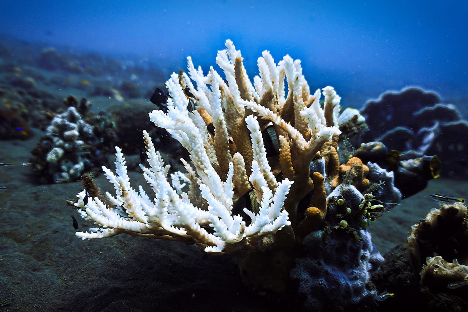 sustainability_the_fourth_global_coral_bleaching_crisis_SPACEBAR_Hero_eed3d99c29.jpg