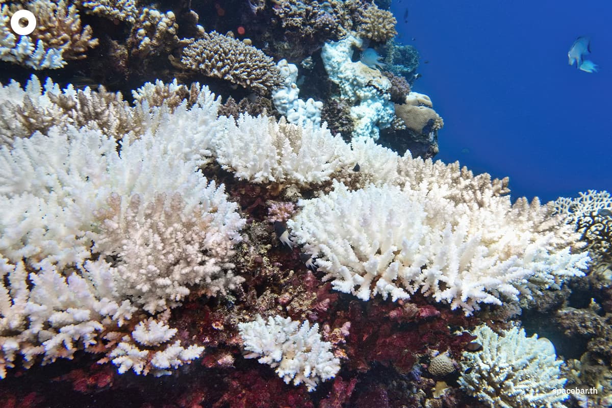 sustainability_the_fourth_global_coral_bleaching_crisis_SPACEBAR_Photo01_25ae994702.jpg