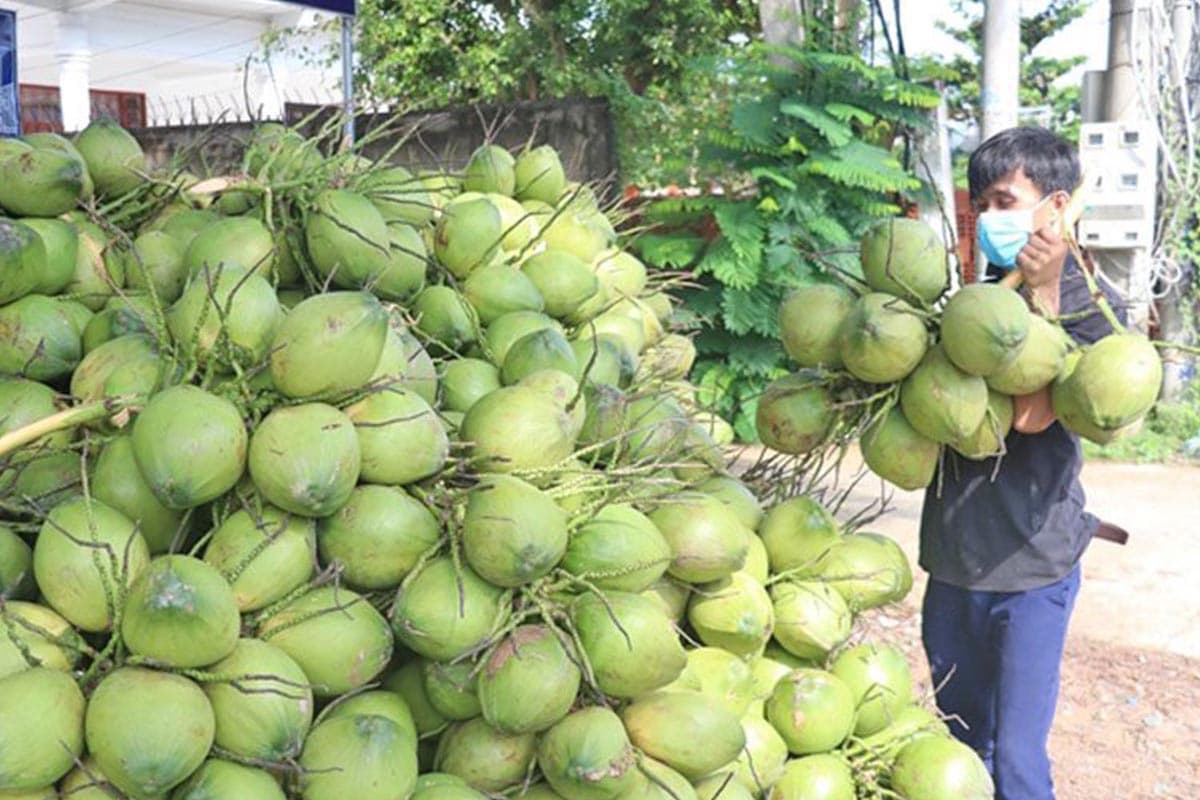 vietnam-coconut-price-surge-SPACEBAR-Photo02.jpg