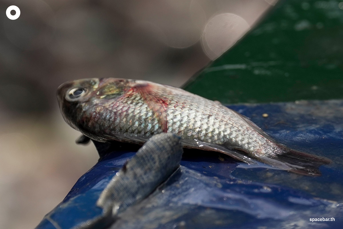 Blackchin_tilapia_Government_SPACEBAR_Photo08_bafee759d9.jpg