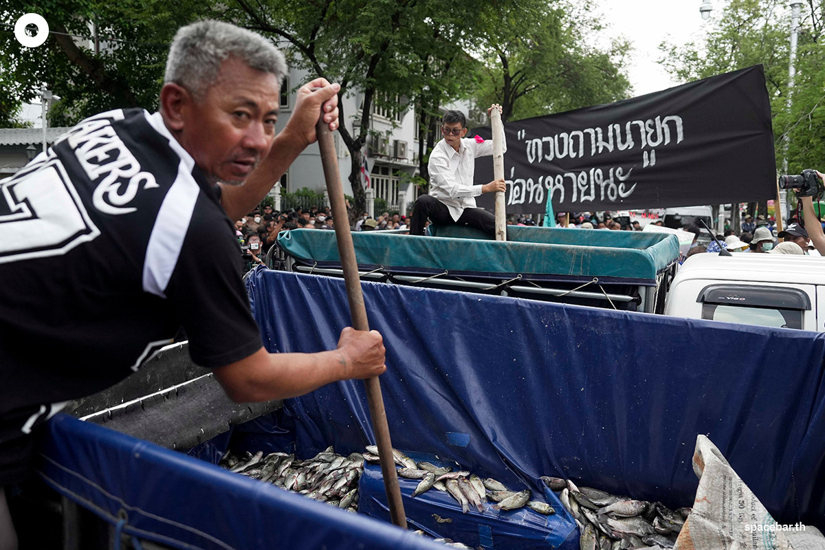 Blackchin_tilapia_Government_SPACEBAR_Photo12_355dc633f6.jpg
