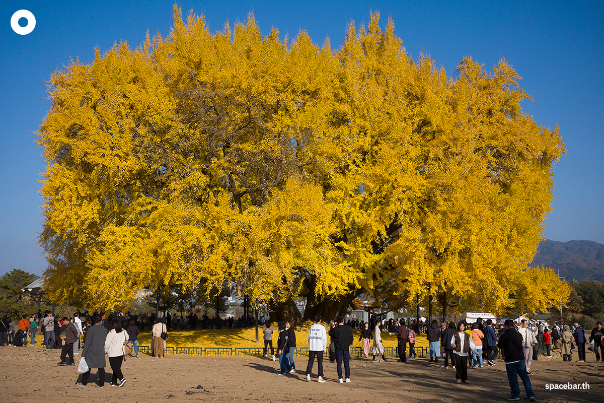 photo_story_south_korea_ginkgo_tree_bangyeri_SPACEBAR_Photo00_ccb5b00079.jpg