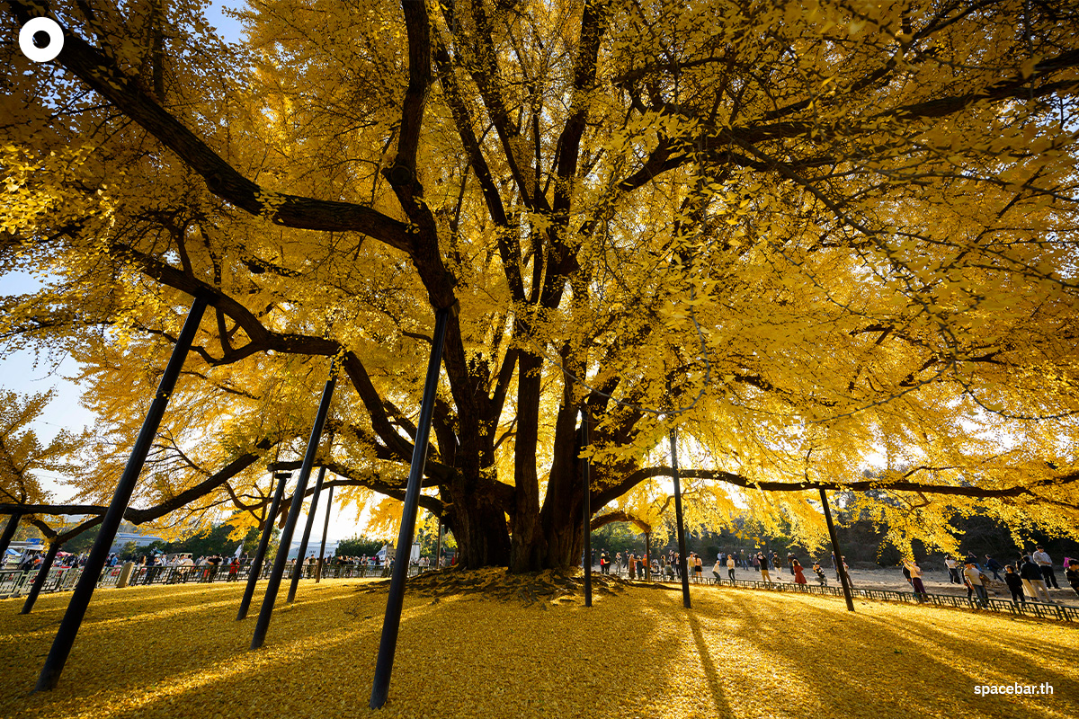 photo_story_south_korea_ginkgo_tree_bangyeri_SPACEBAR_Photo01_1_0b2f846279.jpg